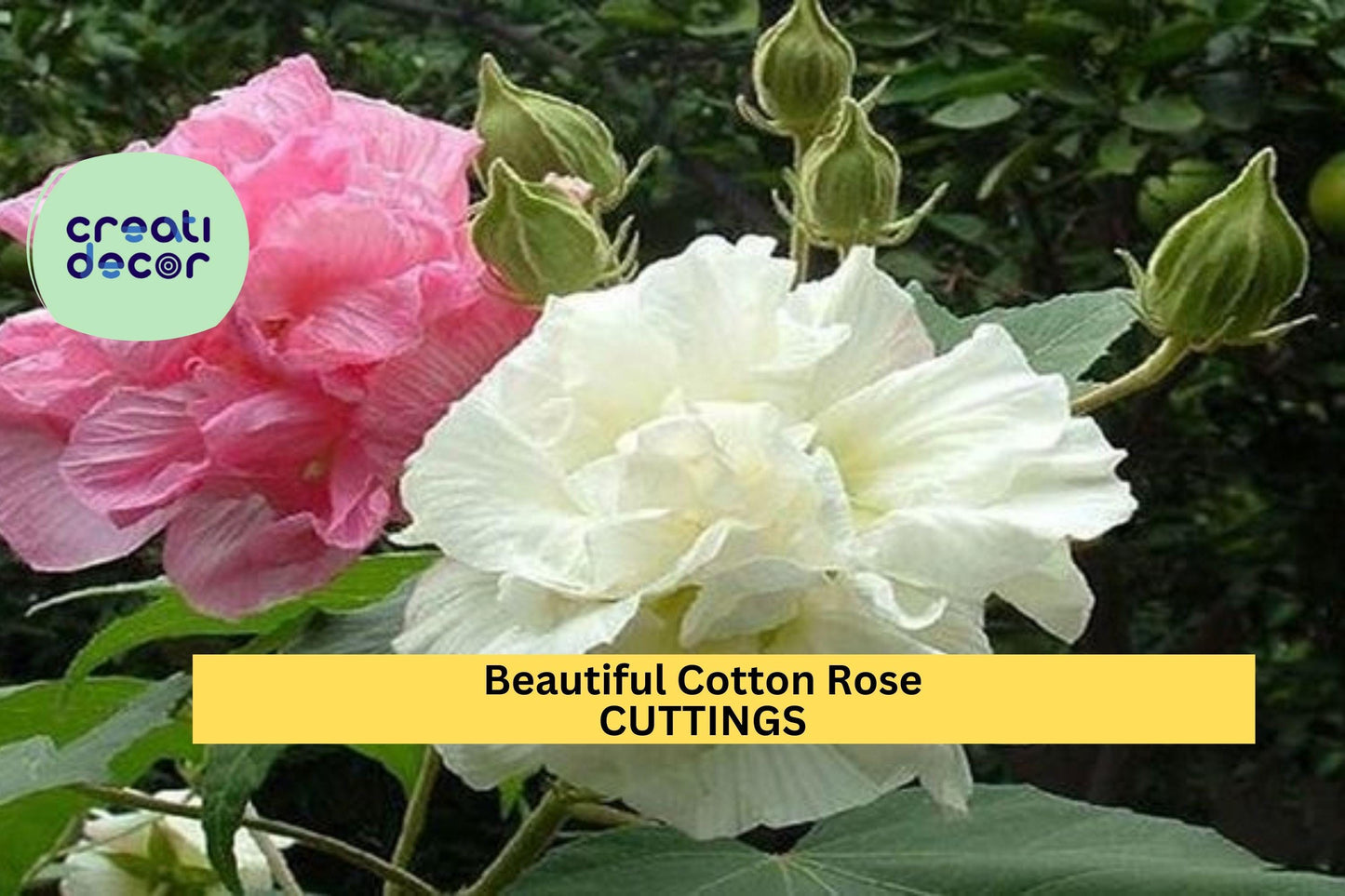 Cotton Rose Cuttings, Hibiscus mutabilis, Color-Changing Blooms, Flowering Shrub Starter, Unrooted Garden Plant