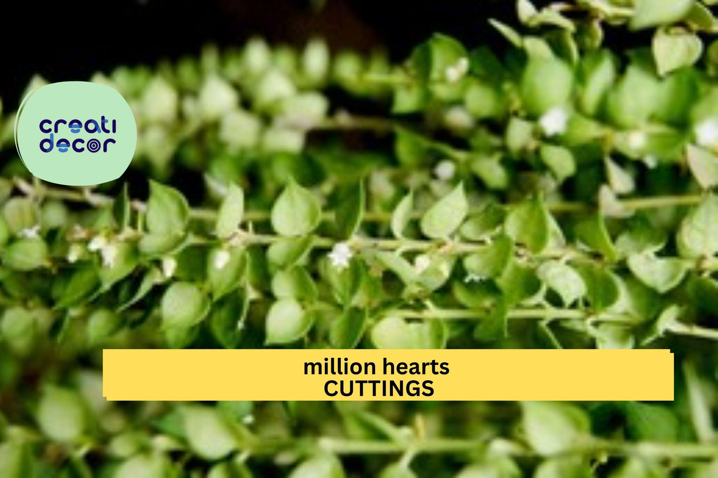 Dischidia ruscifolia Cutting | Million Hearts Plant | Trailing Houseplant with Heart-Shaped Leaves | Unrooted Vine Starter