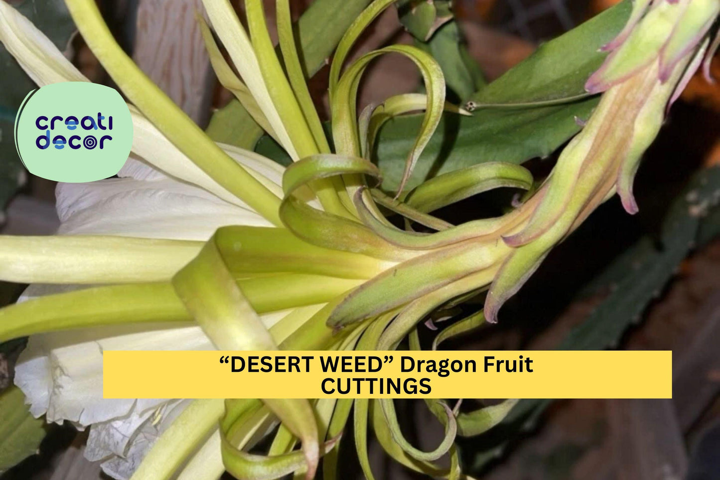 Unrooted Desert Weed Dragon Fruit Cutting | Fast-Growing Hylocereus Cactus for Propagation | Tropical Climbing Vine