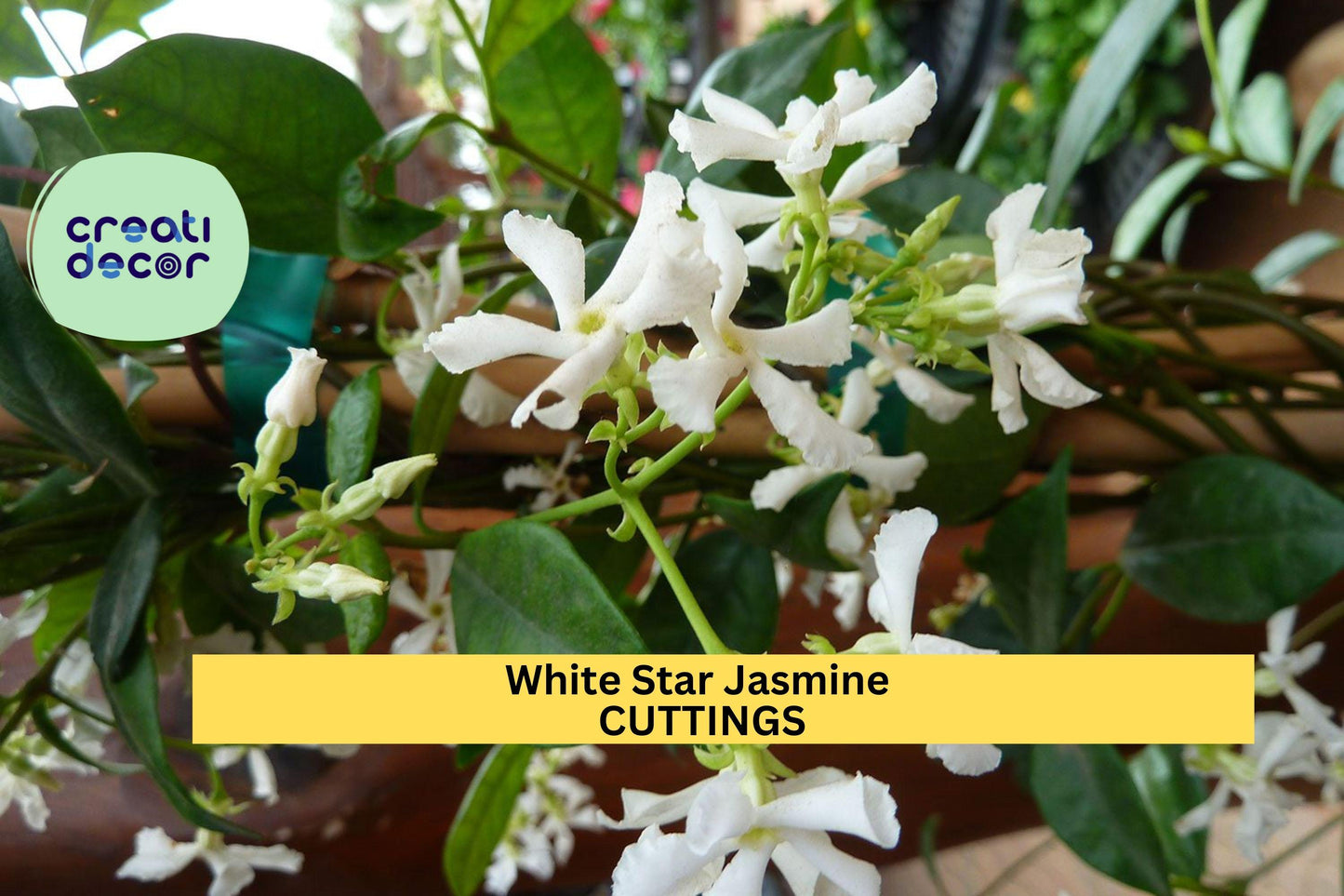 White Star Jasmine Cuttings – Fragrant Flowering Vine Starter – Unrooted Trachelospermum jasminoides Stems for Propagation