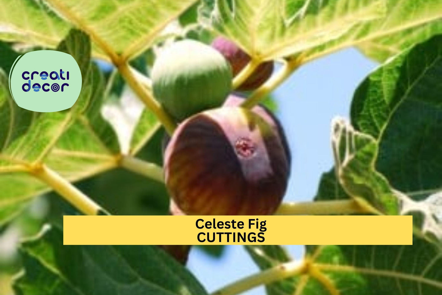 Celeste Fig Tree Cuttings (2) with Willow Water | Ficus carica 'Celeste' | Easy Rooting Organic Propagation Starter