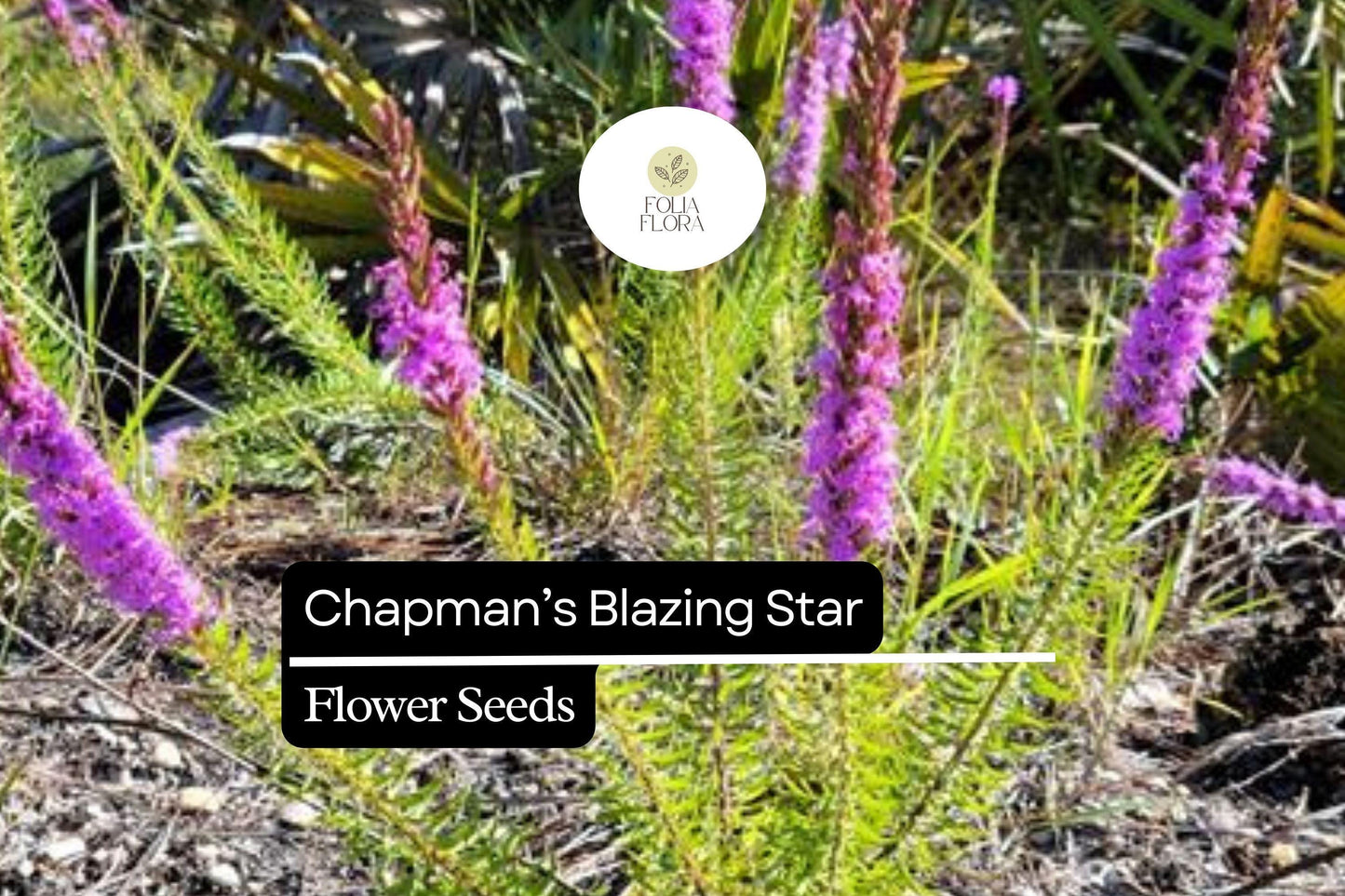 Chapman's Blazing Star Seeds | Liatris chapmanii Native Wildflower for Pollinators & Drought Tolerance
