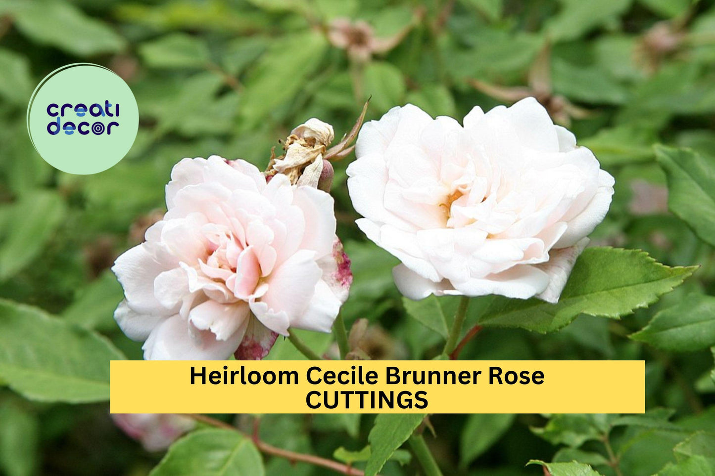 Cecile Brunner Rose Cuttings – 16 Unrooted Pink Fragrant Bush Rose Starter – Rosa 'Cécile Brunner'