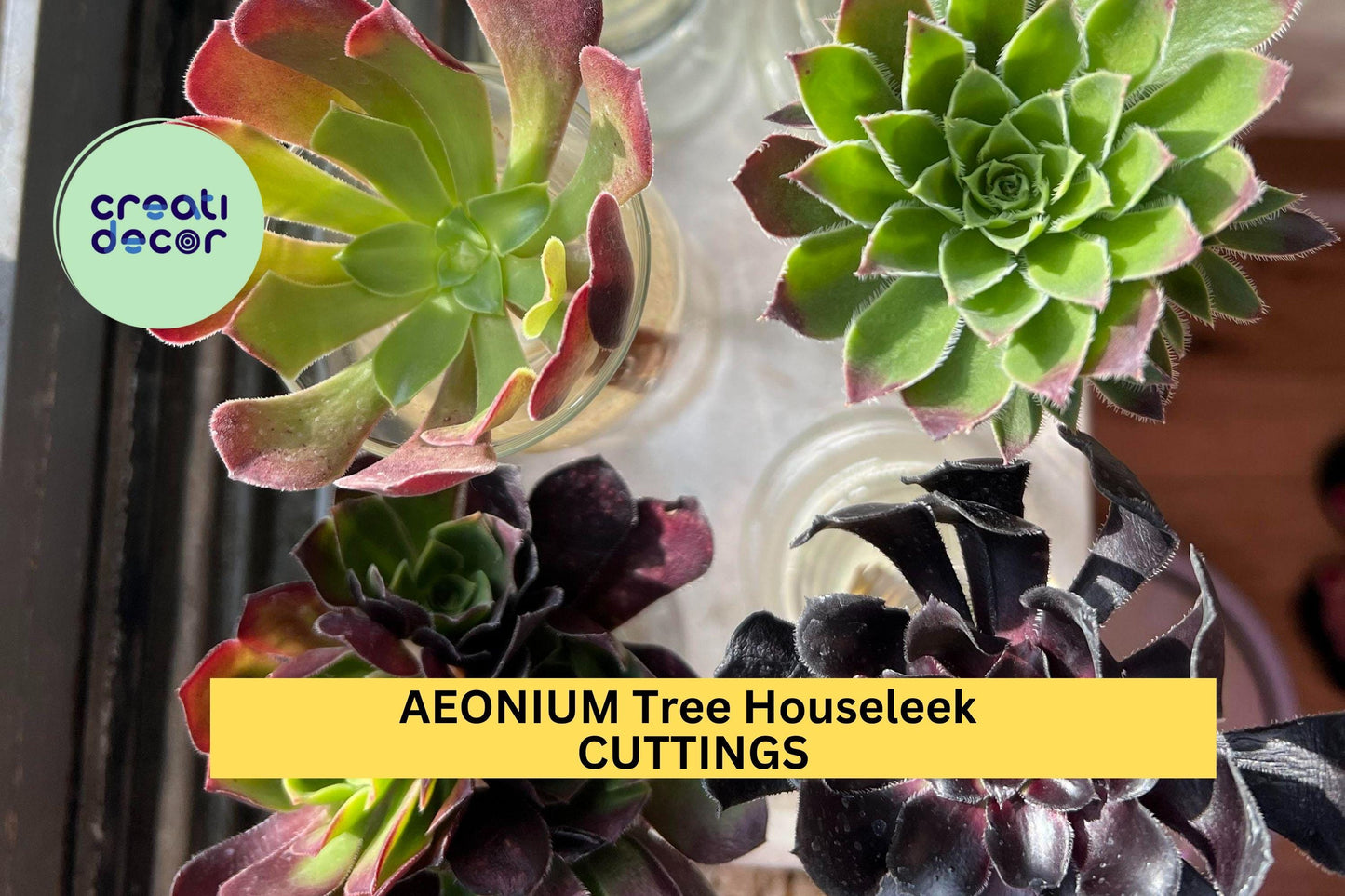 Assorted Aeonium Succulent Cuttings – 5 Unrooted Rosette Plants for Pots, Rock Gardens, Arrangements | Aeonium spp.