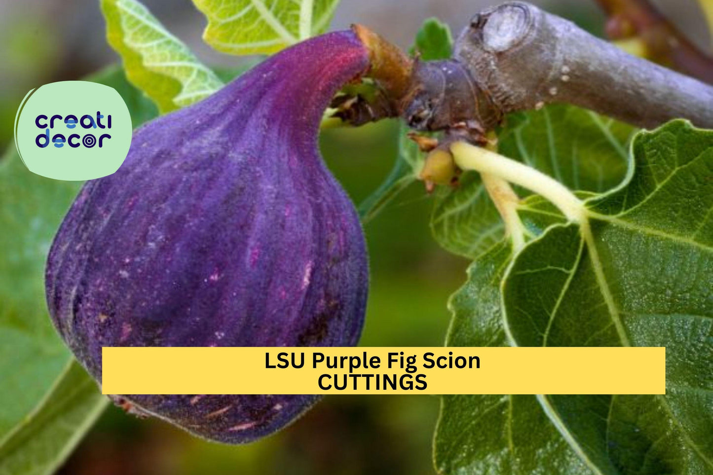 LSU Purple Fig Scion Cuttings – Ficus carica for Grafting or Rooting, Early-Ripening, Dark Purple Fruit, Compact Tree