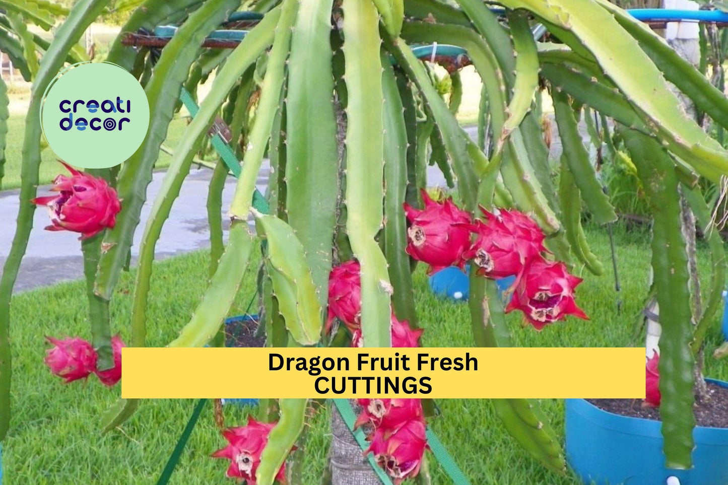 American Beauty Dragon Fruit Cuttings – 8–10” Self-Pollinating Hylocereus guatemalensis for Trellises & Containers