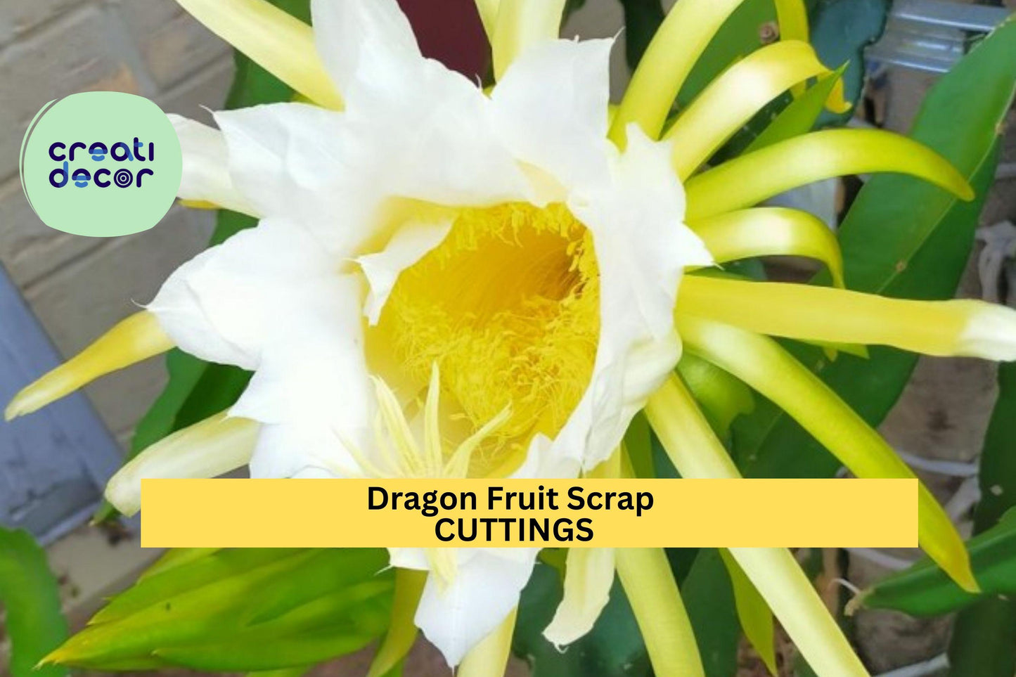 American Beauty Dragon Fruit Scrap Cuttings – 8 Pieces, Self-Pollinating Hylocereus guatemalensis, 2–8 Inches, Climbing Cactus for Propagation