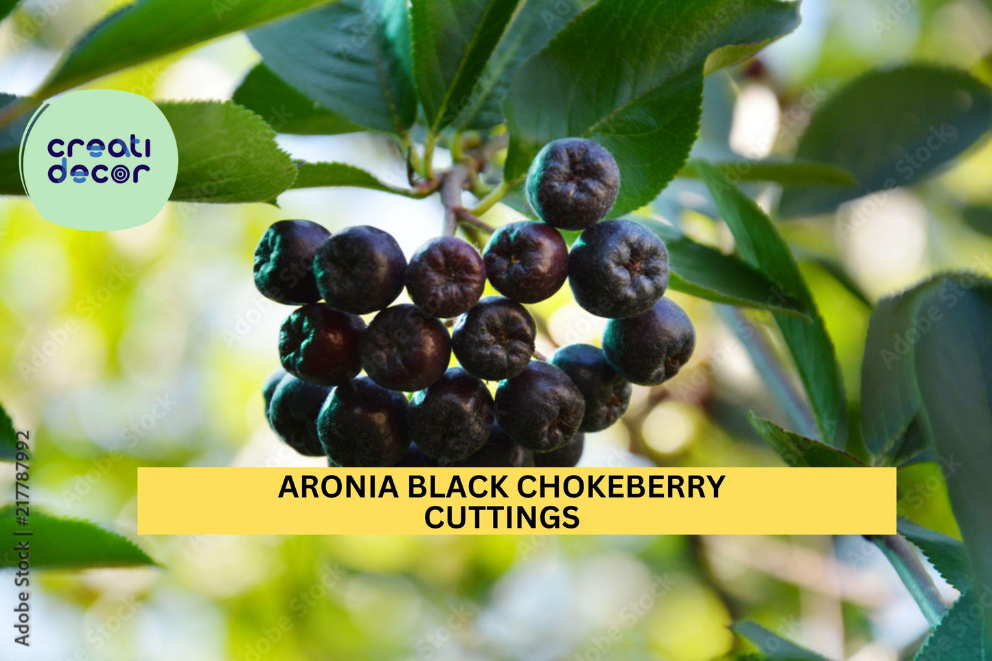12 Unrooted Black Chokeberry Cuttings – Aronia melanocarpa for Edible Landscaping, Hedgerows, Native Gardens