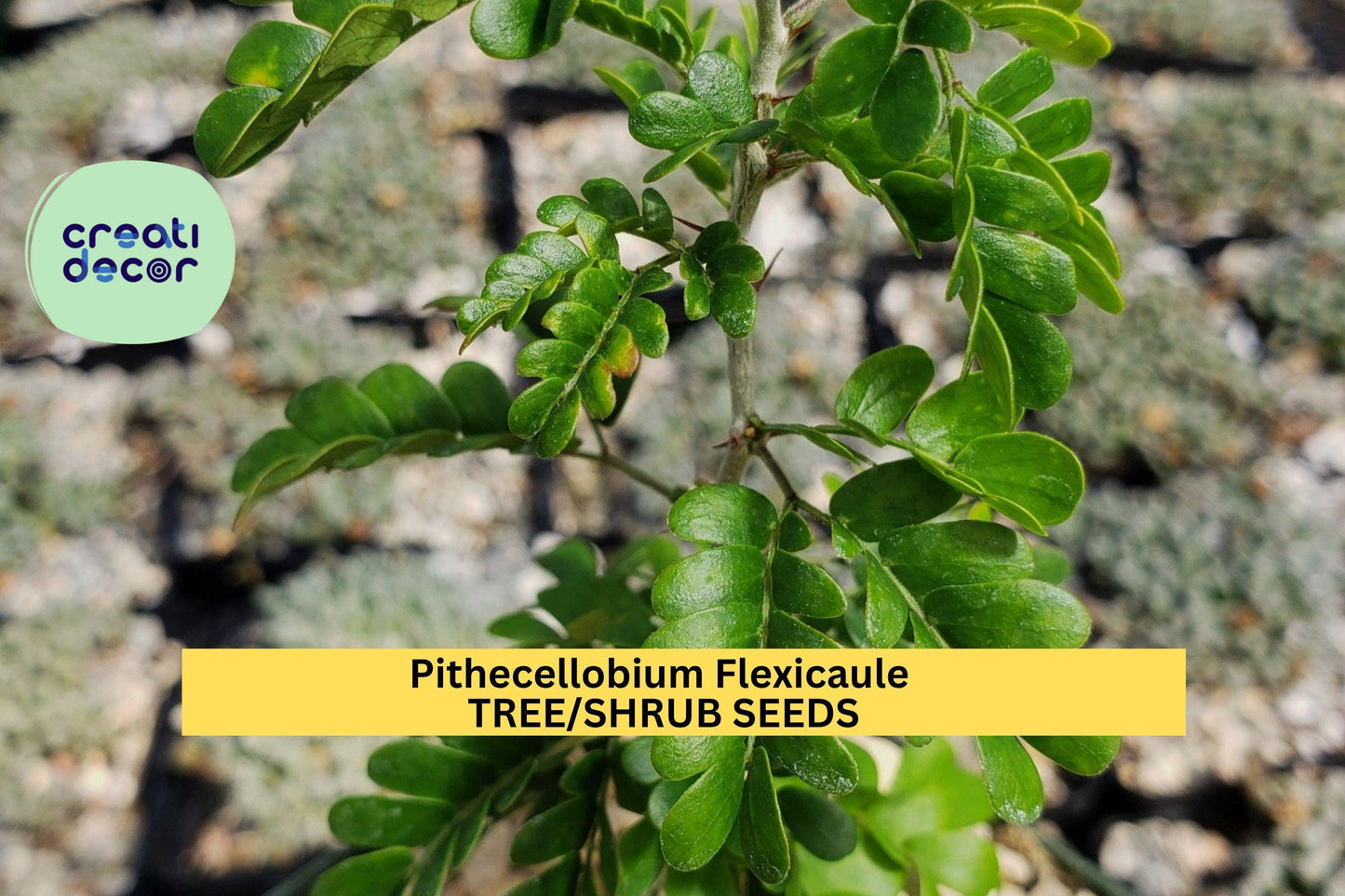 3 Pack Texas Ebony Tree Seeds – Pithecellobium flexicaule Drought-Tolerant Native for Bonsai, Landscaping, Wildlife Gardens