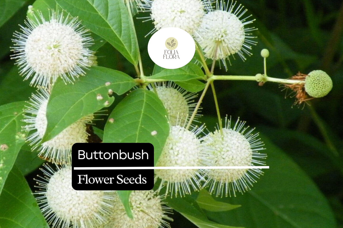 25 Button Bush Seeds – Native Wetland Shrub for Rain Gardens, Bees, Butterflies & Wildlife – Cephalanthus occidentalis