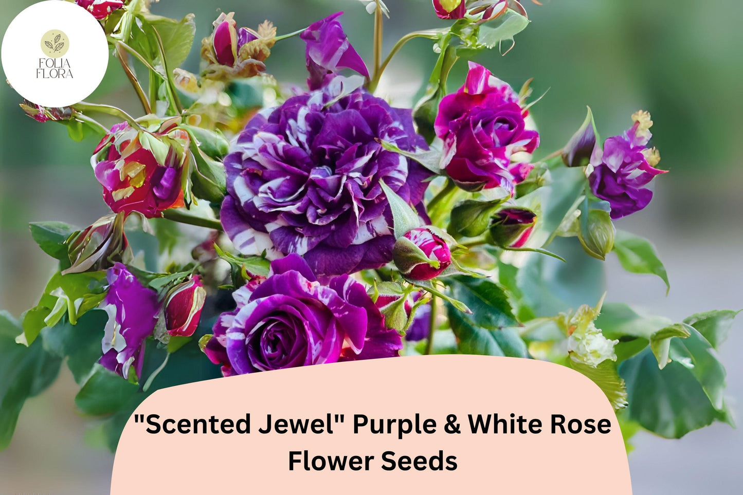 20 Scented Jewel Rose Seeds | Purple & White Bicolor Heirloom Fragrant Garden Rose Rosa spp.