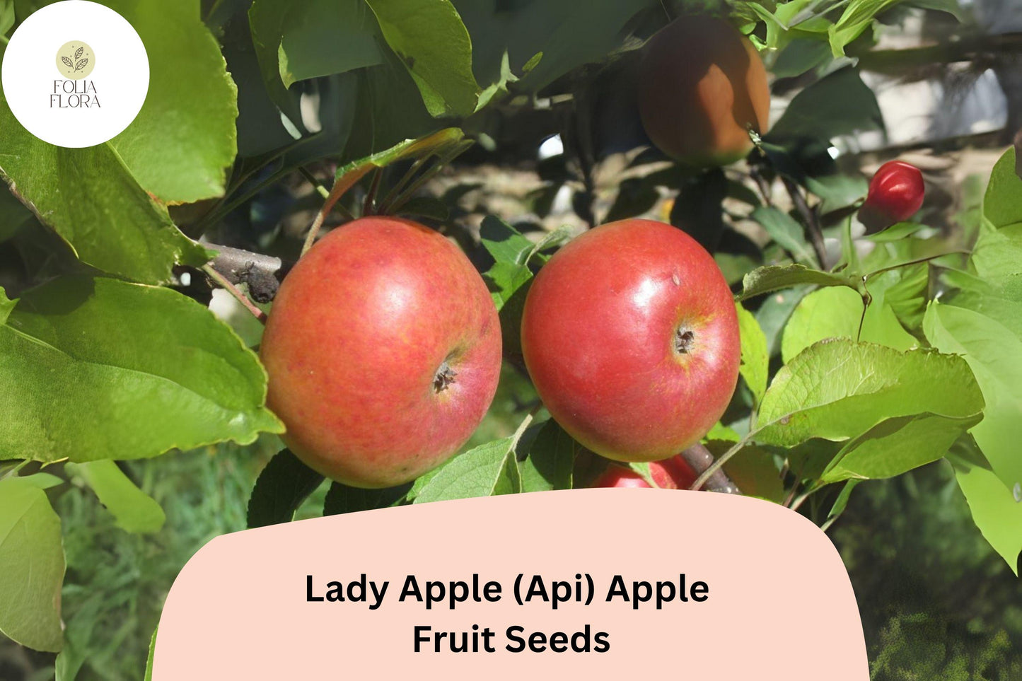 Lady Apple Seeds | Miniature Heirloom Fruit Tree Seeds | Malus domestica (Api Variety)