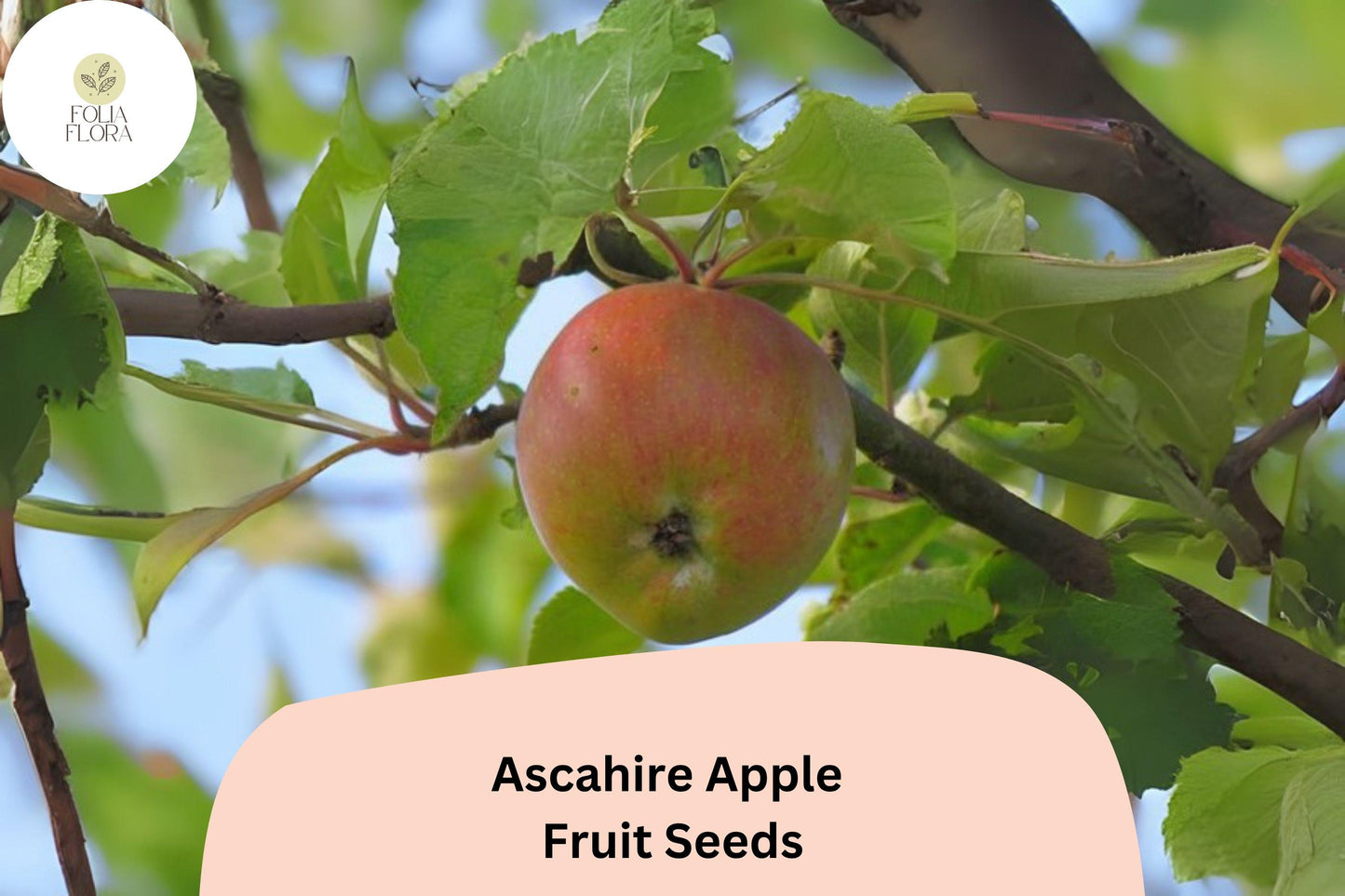 Ascahire Apple Seeds 25+ | Rare Heirloom Malus domestica for Grafting & Orcharding