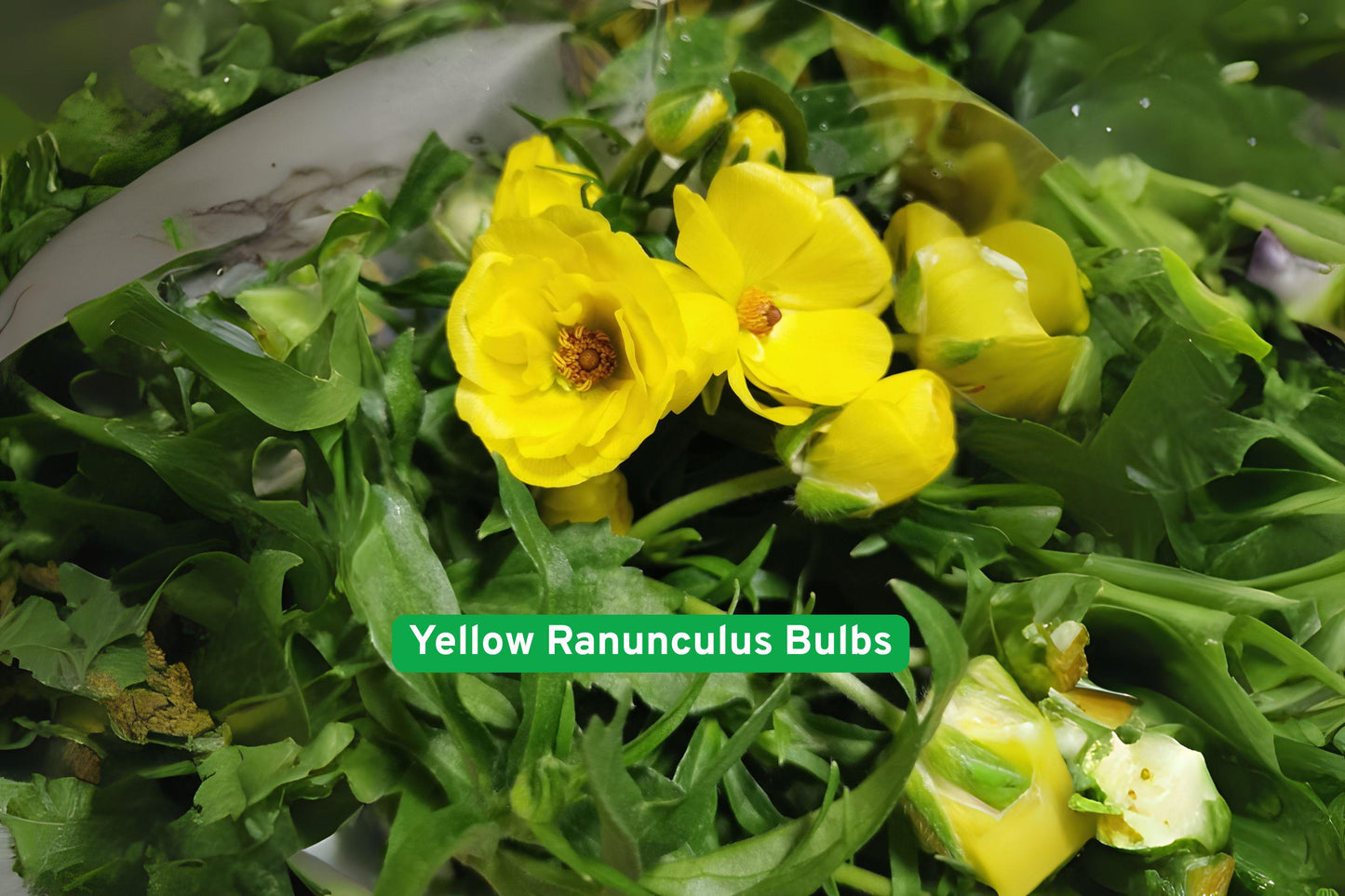 yellow ranunculus bulbs, spring garden flowers, vibrant yellow blooms, container plant bulbs, perennial flower bulbs, garden flower bulbs, layered bloom bulbs, easy grow bulbs, sunny garden plants, flower bed bulbs, patio plant bulbs, early spring bulbs, garden color plants
