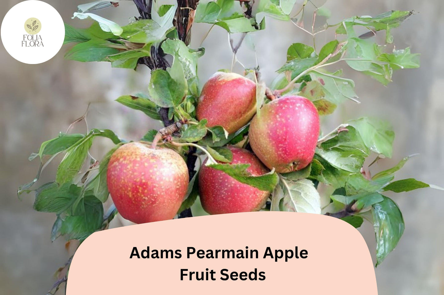 Adams’s Pearmain Apple Seeds 25+ | Heirloom Malus domestica for Home Garden, Fresh Eating & Storage