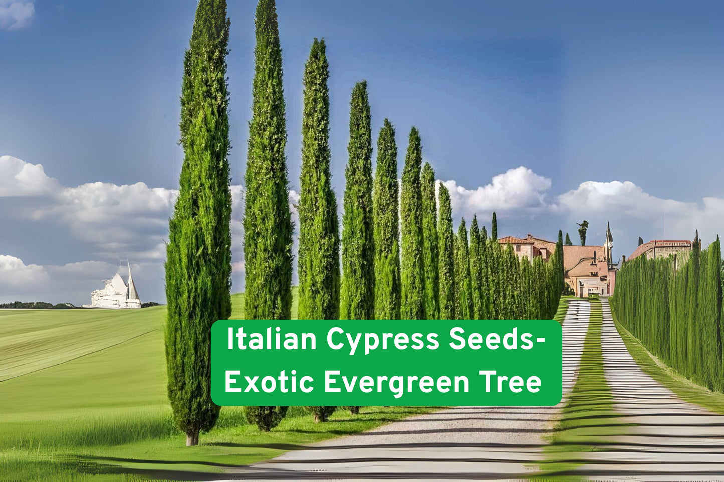 italian cypress seeds, evergreen privacy tree, columnar tree seeds, drought tolerant plant, landscaping tree seeds, fast-growing cypress, garden border plant, outdoor privacy screen, tall green tree, warm climate tree, DIY landscaping seeds, ornamental tree seeds, tree gift for gardeners