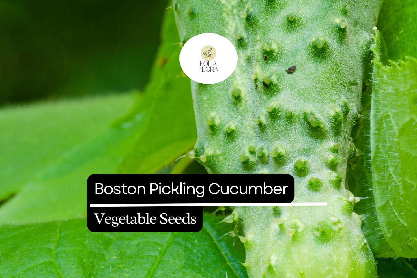 Boston Pickling Cucumber Seeds – Heirloom, Non-GMO, Crisp Small Cucumbers for Pickling & Fresh Eating, Cucumis sativus