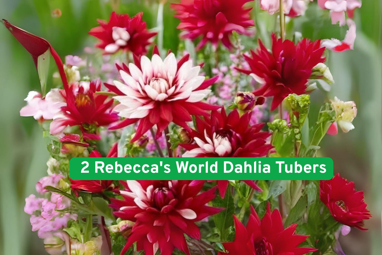 dahlia tubers, giant red white flowers, perennial garden plants, colorful flower bulbs, border flower plants, container garden flowers, summer blooming plants, vibrant garden flowers, garden flower bulbs, full sun perennials, flower bed plants, cold climate tubers, decorative garden blooms