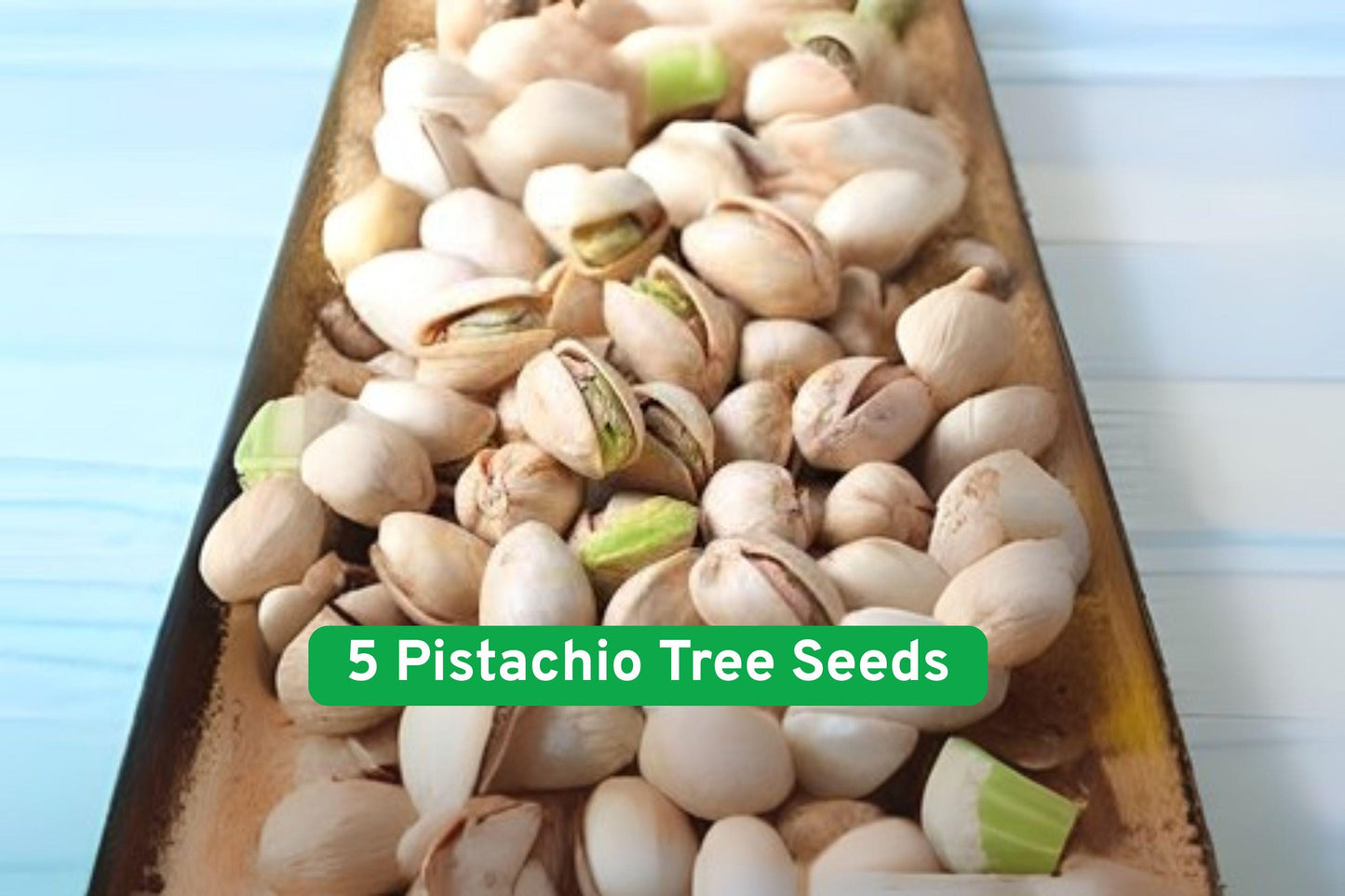 pistachio seed, nut tree seeds, bonsai pistachio, edible tree seeds, drought-tolerant plant, full sun plant, orchard tree seeds, Mediterranean garden, nut-bearing tree, cold stratification seeds, USA grown seeds, unique garden gift, outdoor nut tree