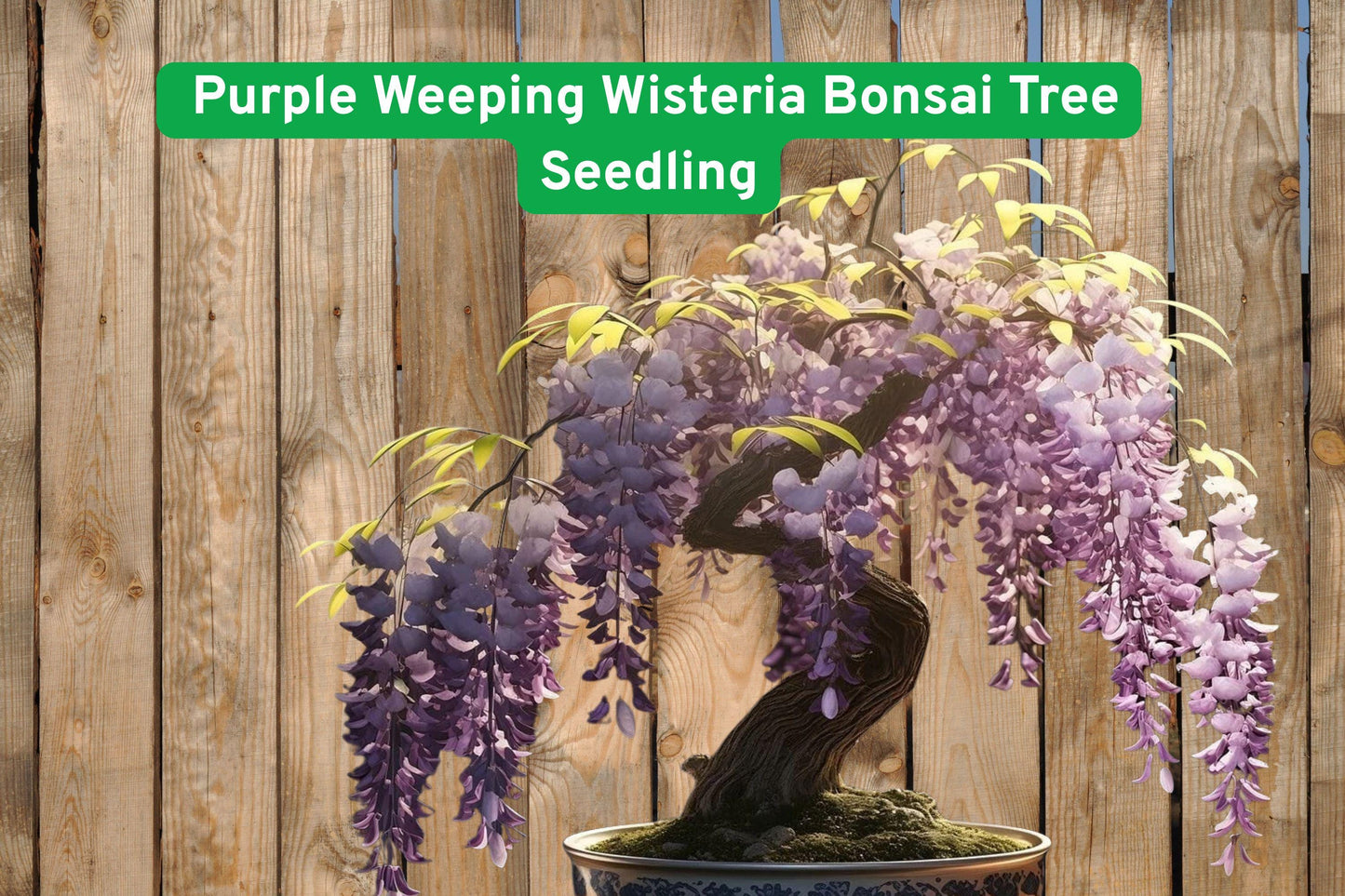 purple wisteria seedling, flowering bonsai tree, outdoor flowering plant, cascading vine seedling, purple flowering shrub, garden bonsai starter, flowering tree seedling, full sun plant, well-drained soil plant, bonsai training plant, flowering vine seedling, perennial outdoor plant, purple bloom starter