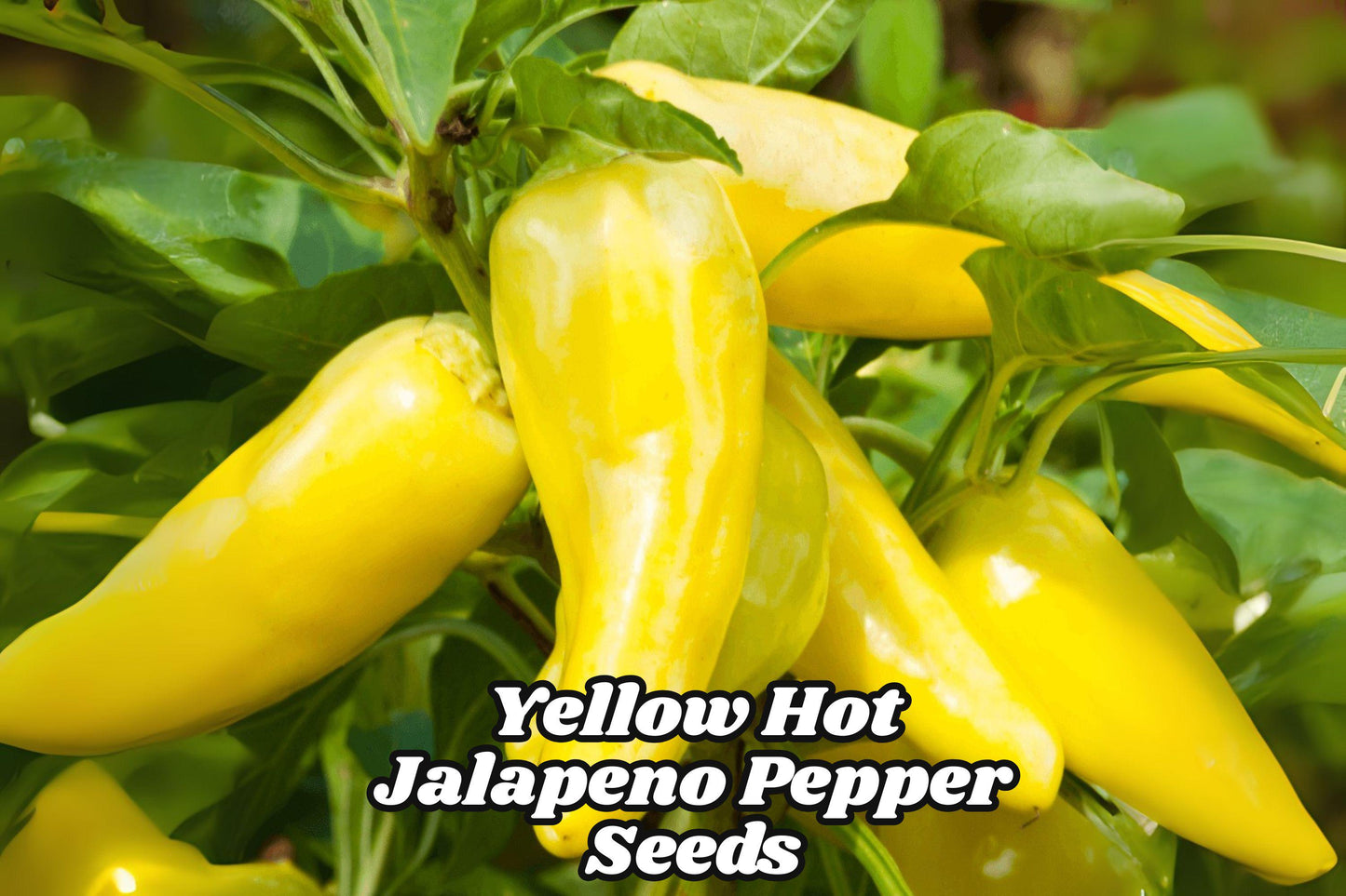 Yellow Jalapeño Pepper Seeds – Caloro Heirloom, Non-GMO, Medium Heat, 50 Seeds, Capsicum annuum