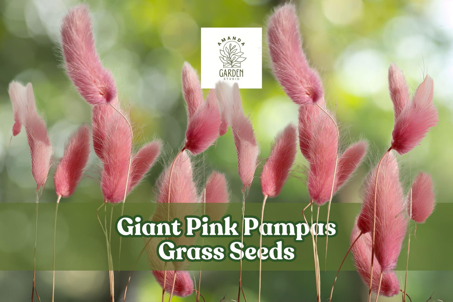 Giant Pink Pampas Grass Seeds, Ornamental Drought-Tolerant, Pink Plumes, Cortaderia selloana, Landscape Accent, 500 Seeds