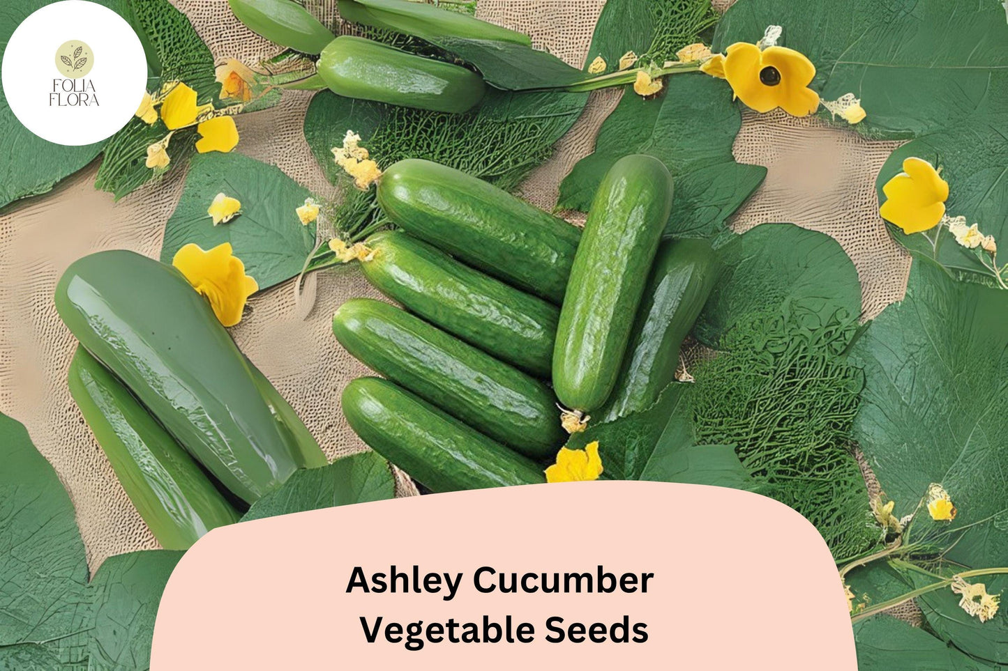 25+ Ashley Cucumber Seeds | Heirloom Slicing Variety | Disease Resistant | Cucumis sativus Non-GMO Garden Plant
