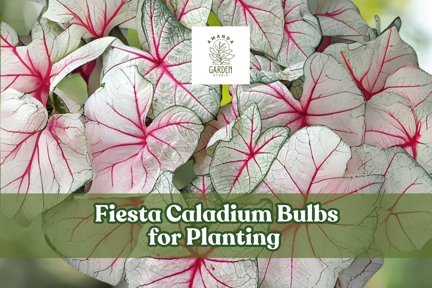 Fiesta Caladium Bulbs 6-Pack | Red, White & Green Foliage | Caladium bicolor | Shade Perennial Foliage Plant