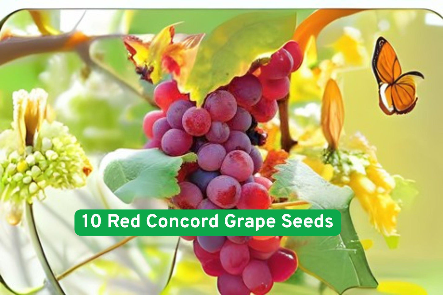 Red Concord grape seeds, heirloom grape seeds, wine grape seeds, fruit seed packets, backyard grapevine, climbing vine seeds, juice grape seeds, purple grape seeds, heirloom fruit seeds, USA grown seeds, garden grape seeds, seed for wine making, fresh eating grape seeds