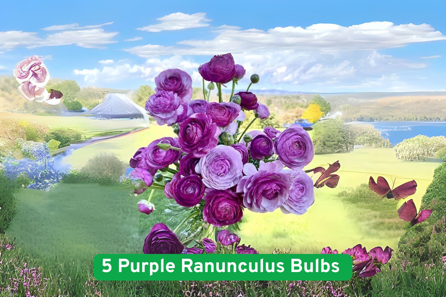 purple ranunculus bulbs,spring garden flowers,flowering bulb plants,purple bloom bulbs,cut flower bulbs,garden border plants,container garden flowers,early spring bulbs,temperate zone flowers,flowering bulb variety,purple flowering plants,perennial garden bulbs,flowering plant seeds