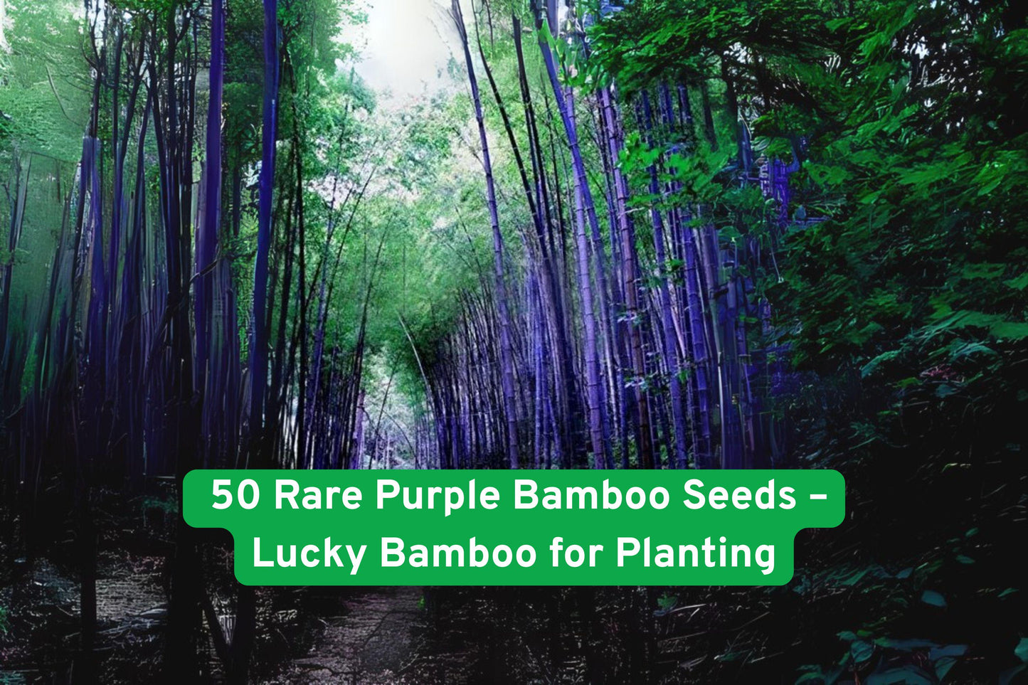 purple bamboo seeds, exotic ornamental grass, fast growing bamboo, purple culm bamboo, container bamboo plant, privacy screen bamboo, windbreak bamboo seeds, lush green foliage, garden bamboo seeds, outdoor bamboo plant, rare bamboo seeds, tropical bamboo variety, decorative bamboo seeds