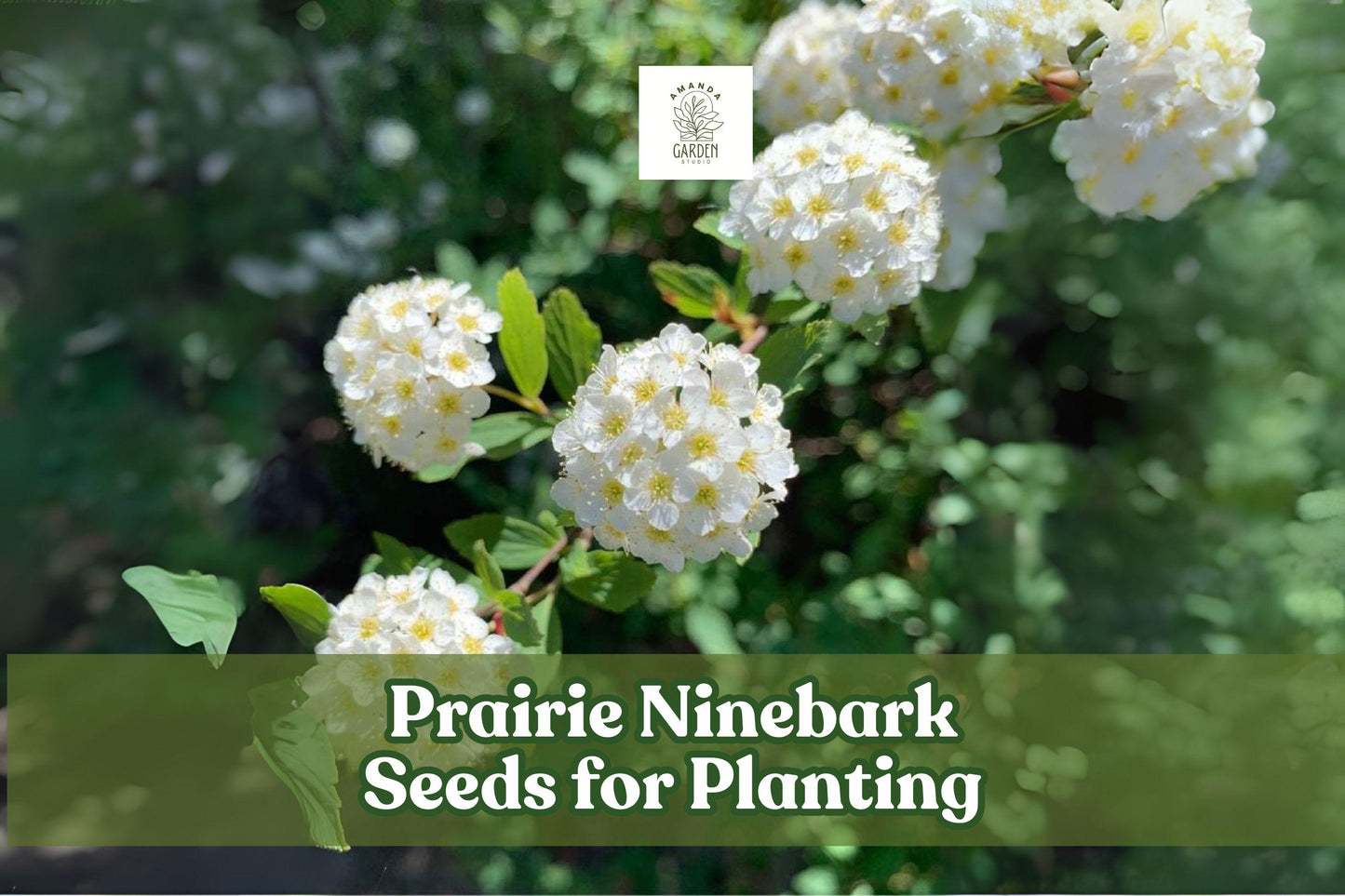 Prairie Ninebark Seeds – Physocarpus opulifolius Native Shrub for Landscaping, Erosion Control, Wildlife Garden