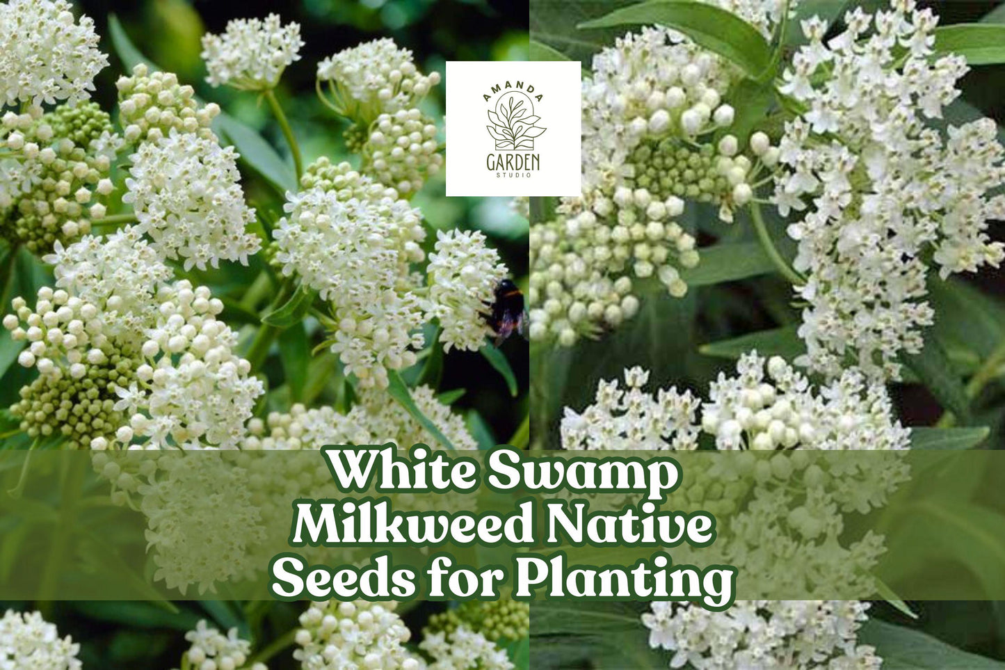 White Swamp Milkweed Seeds – Native Perennial Asclepias incarnata for Pollinator Gardens & Wetlands
