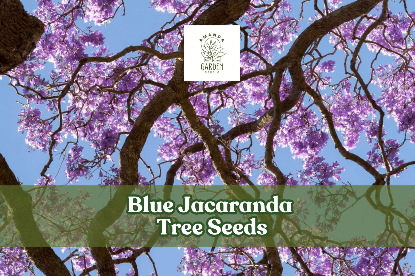 Blue Jacaranda Tree Seeds - Exotic Lavender-Blue Blooms, Ornamental Flowering Tree, Jacaranda mimosifolia, Tropical Garden Plant