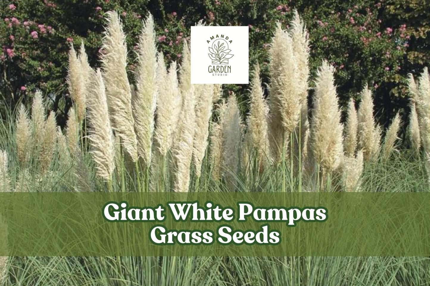 Giant White Pampas Grass Seeds | Ornamental Tall Grass for Landscaping & Dried Arrangements | Cortaderia selloana