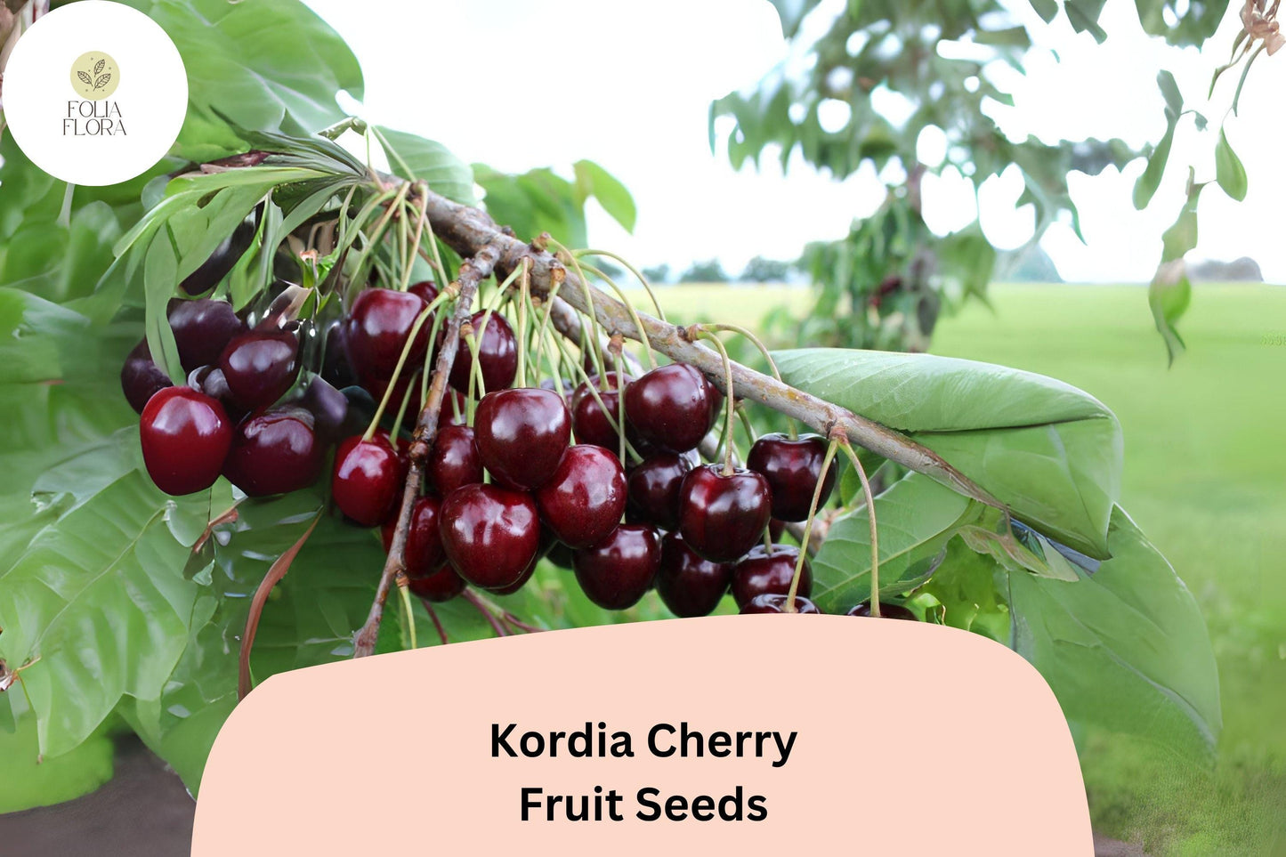 Kordia Cherry Seeds | Prunus avium | Dark Sweet Fruit | European Black Cherry Tree Seeds for Home Orchard