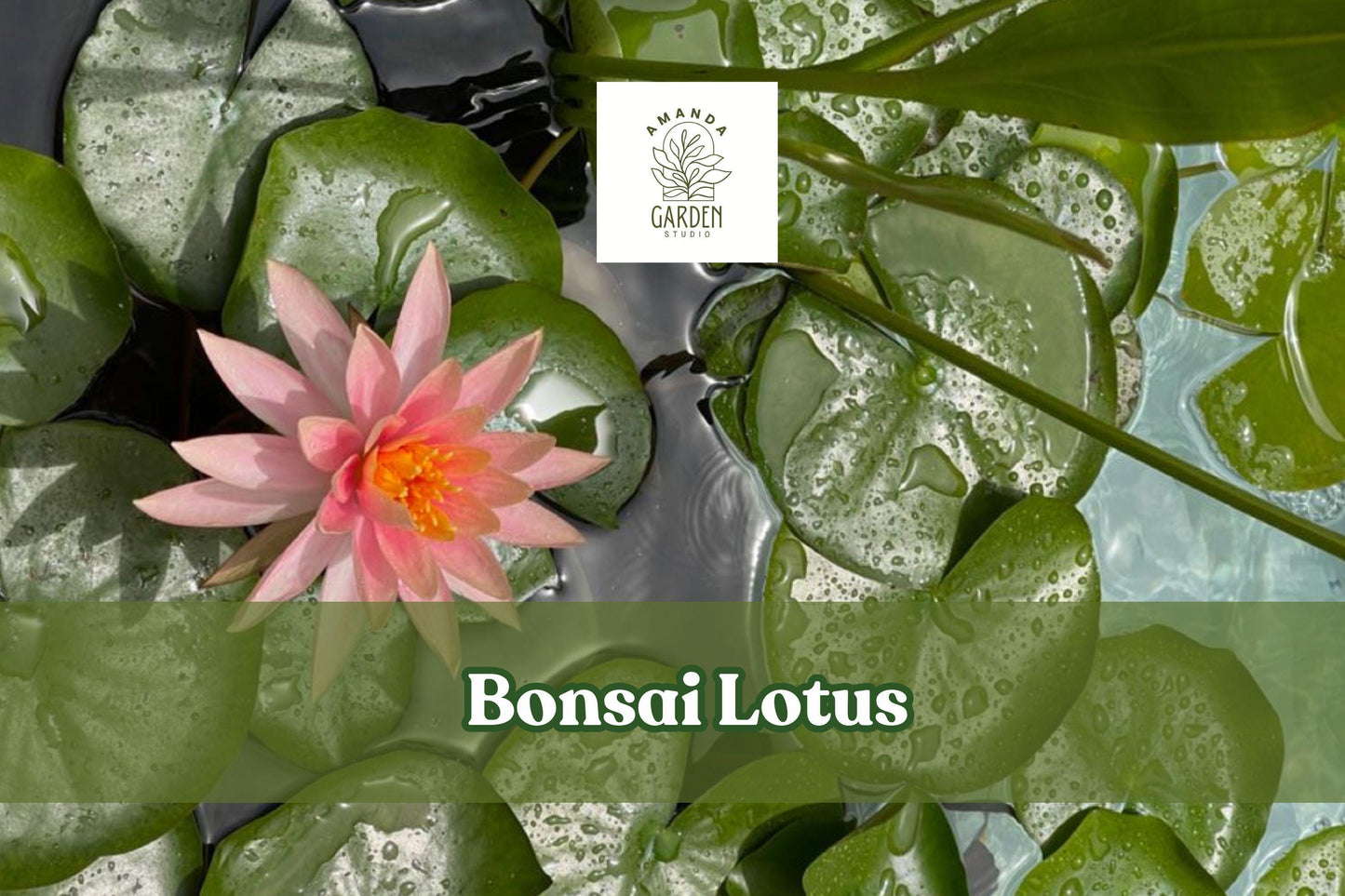 Miniature Bonsai Lotus Seeds – Nelumbo nucifera for Small Water Gardens, Ponds & Containers