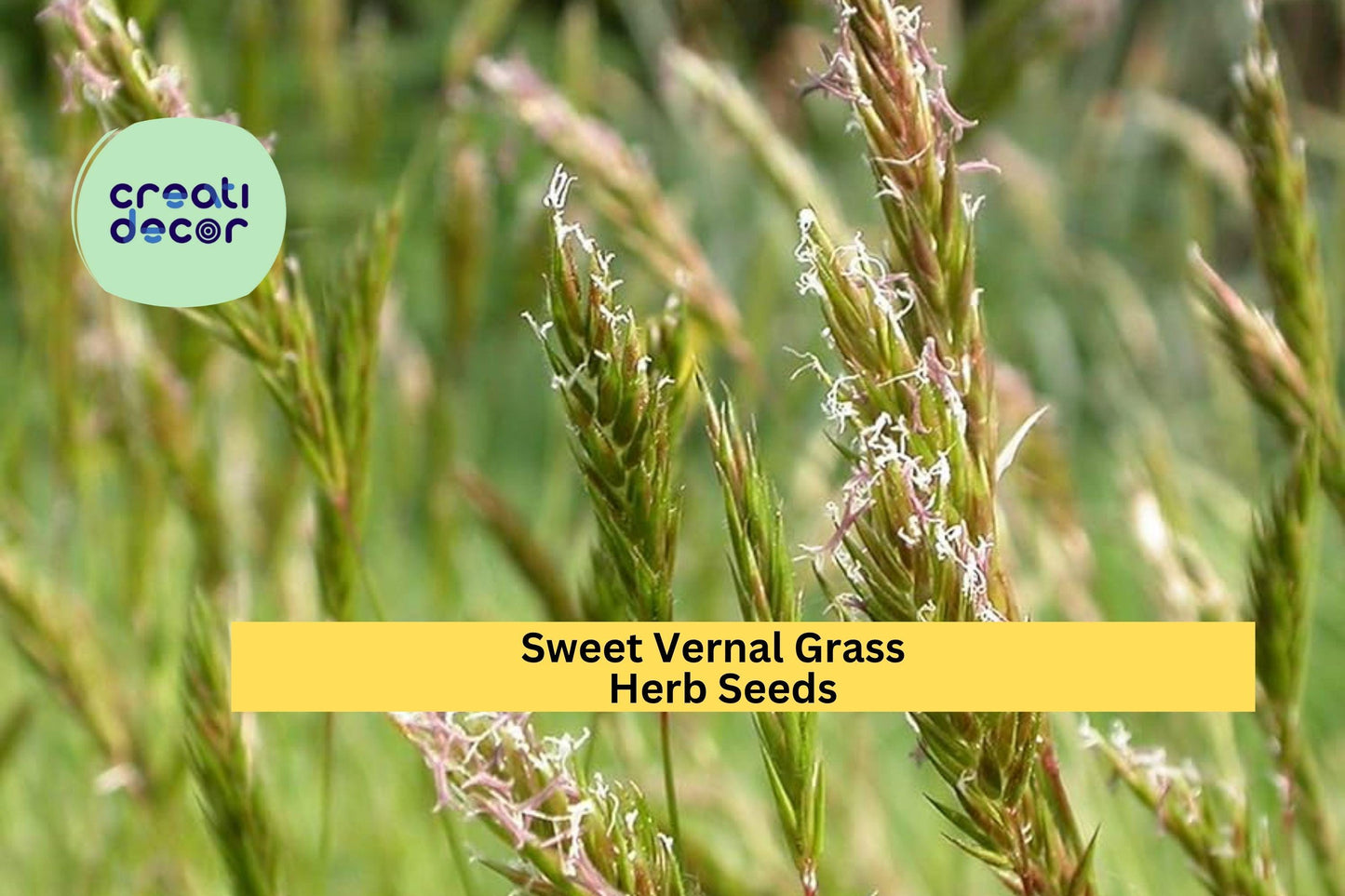 300 Sweet Vernal Grass Seeds – Fragrant Perennial Grass for Lawns, Meadows, and Natural Landscaping – Anthoxanthum odoratum