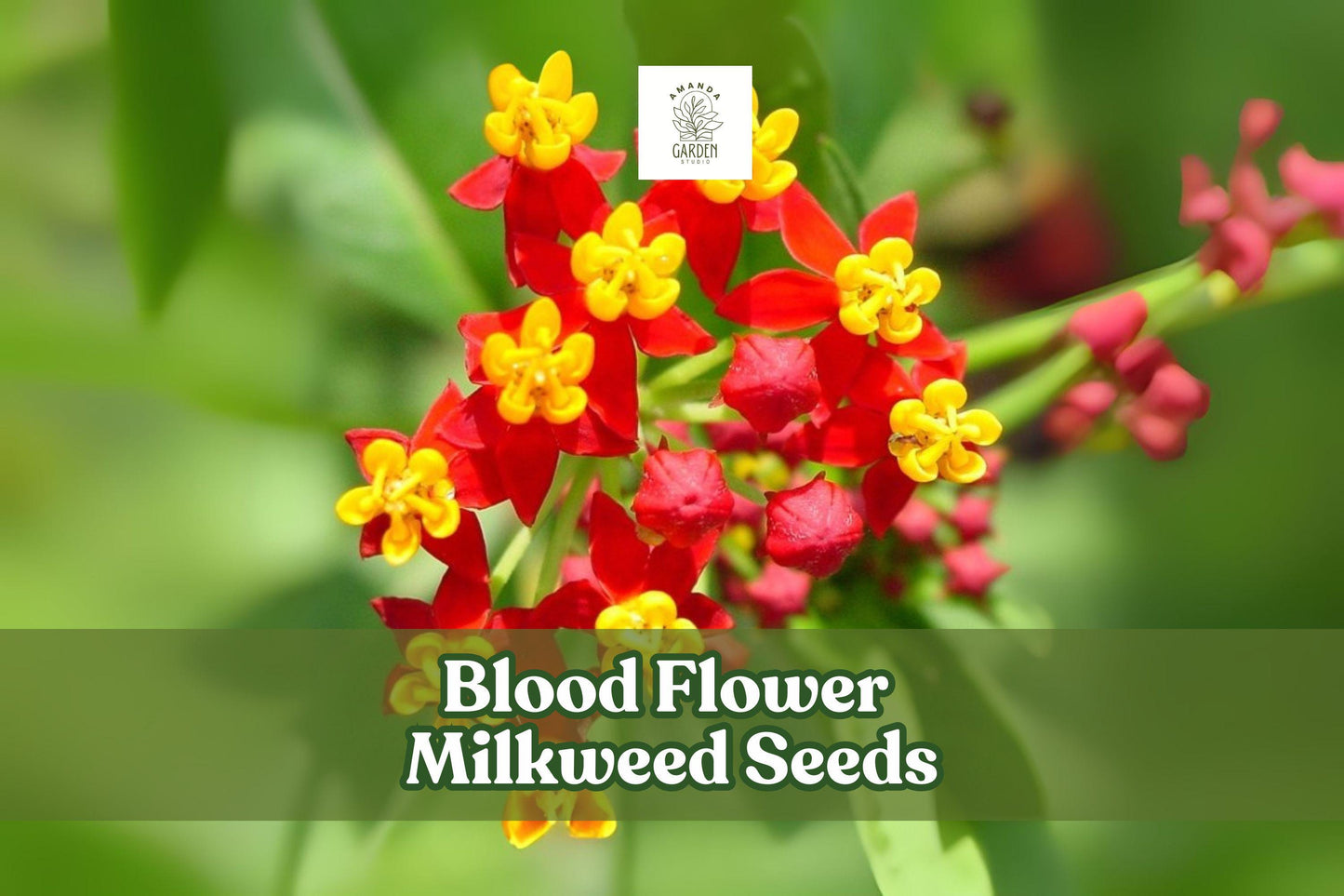 Blood Flower Milkweed Seeds – Asclepias curassavica – Vibrant Red and Orange Flowers, Monarch Butterfly Host Plant, Pollinator Attractant