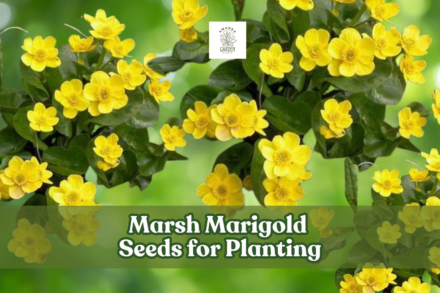 50 Marsh Marigold Seeds – Caltha palustris Perennial for Wetland & Pond Gardens, Yellow Blooms, Moist Soil, Wildlife-Friendly