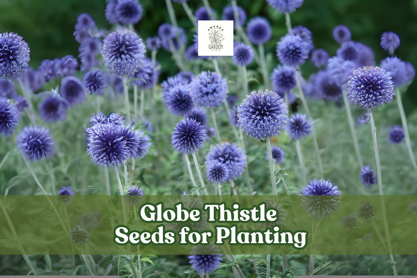 30 Globe Thistle Seeds – Blue Echinops ritro Hardy Perennial for Pollinator Gardens & Drought Tolerance