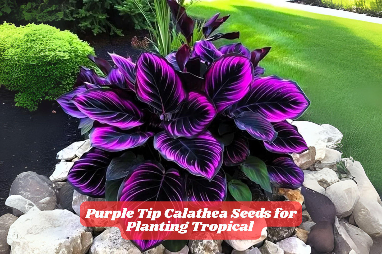 Purple Tip Calathea Seeds – Tropical Indoor Foliage Plant, Vibrant Patterned Leaves, Calathea sp., Easy to Grow, USA Seller