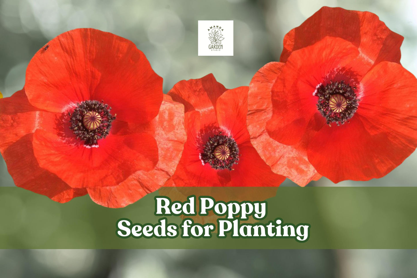 600 Red Poppy Seeds for Planting – Bright Red Papaver rhoeas Wildflower Seeds for Borders & Gardens