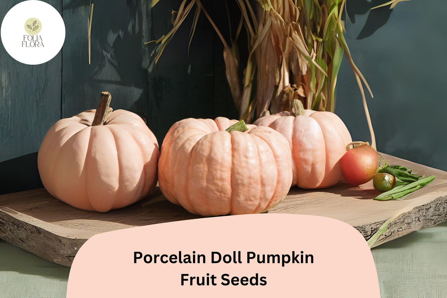 Porcelain Doll Pumpkin Seeds | Pink Heirloom Cucurbita maxima for Decorative, Culinary & Fall Harvest