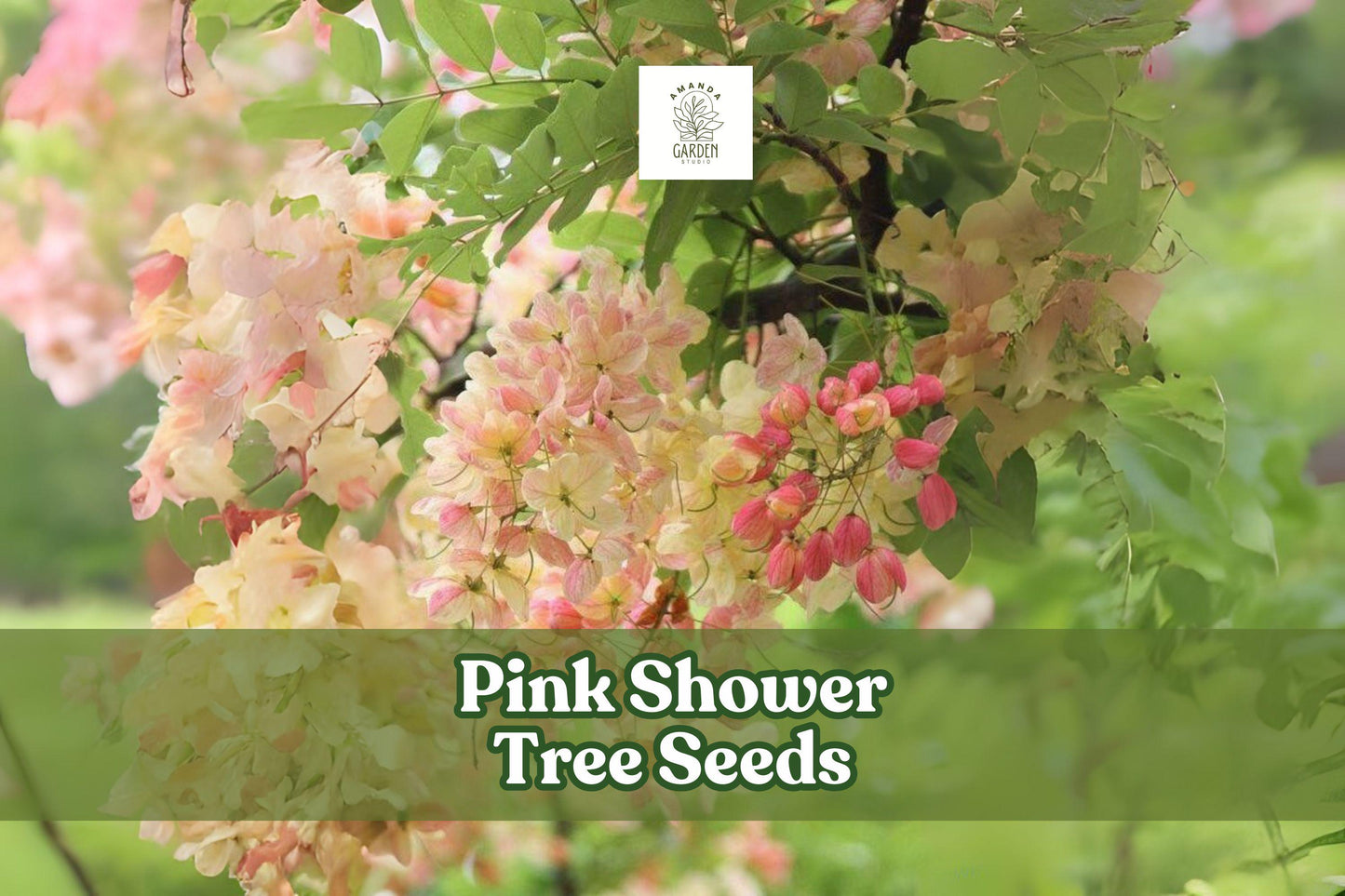 Pink Shower Tree Seeds - Tropical Ornamental Cassia grandis for Bees & Butterflies, Pink Blossoms, Large Landscape, Full Sun