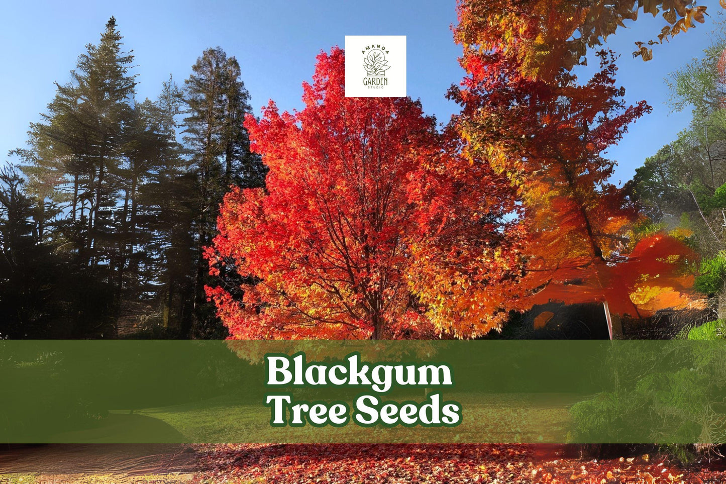 Blackgum Tree Seeds – Nyssa sylvatica, Fall Foliage, Ornamental Shade Tree, Native North American, Drought Tolerant