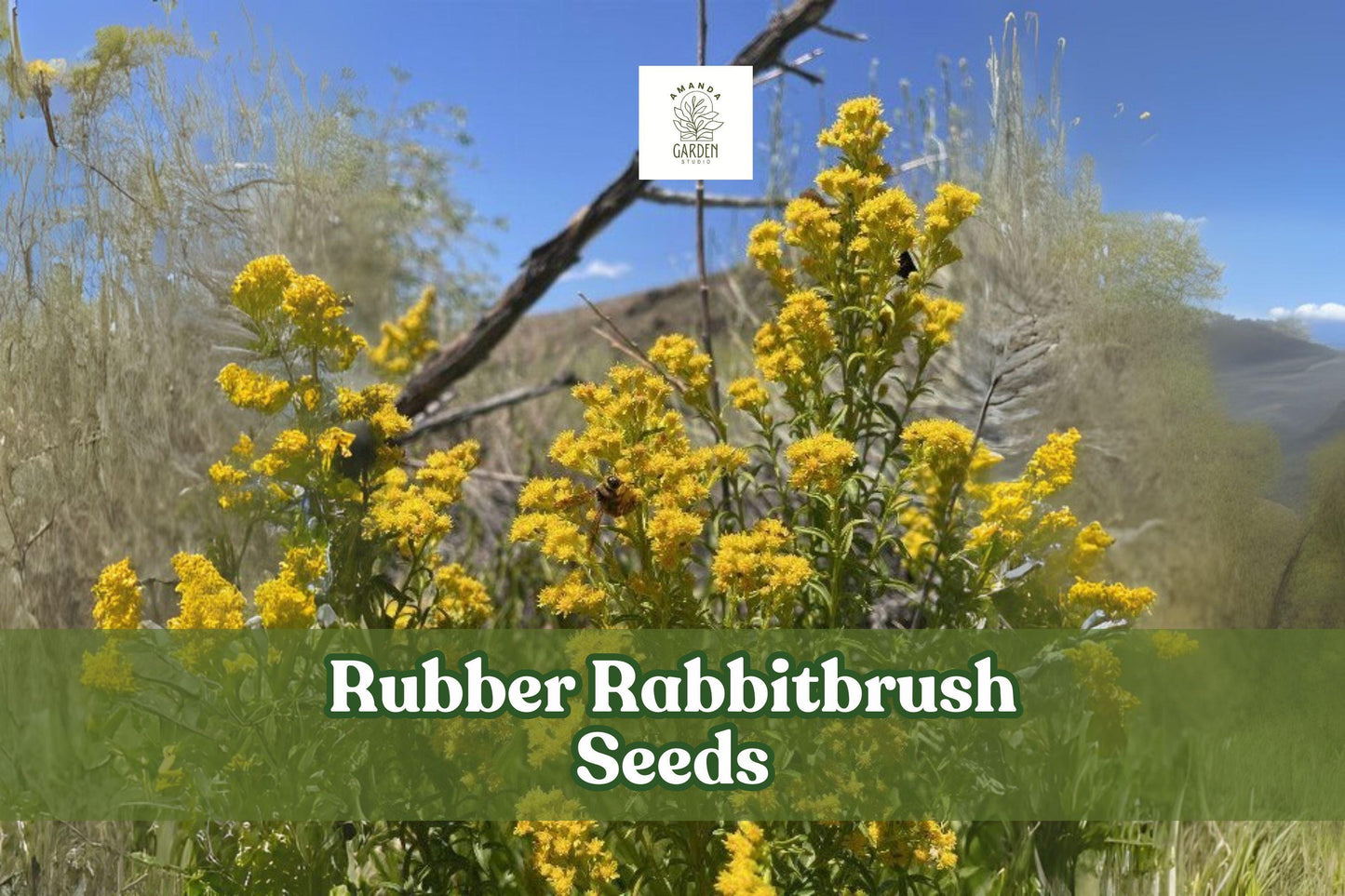 100 Rubber Rabbitbrush Seeds – Ericameria nauseosa Perennial Shrub for Xeriscaping, Pollinator Gardens & Wildlife Habitat