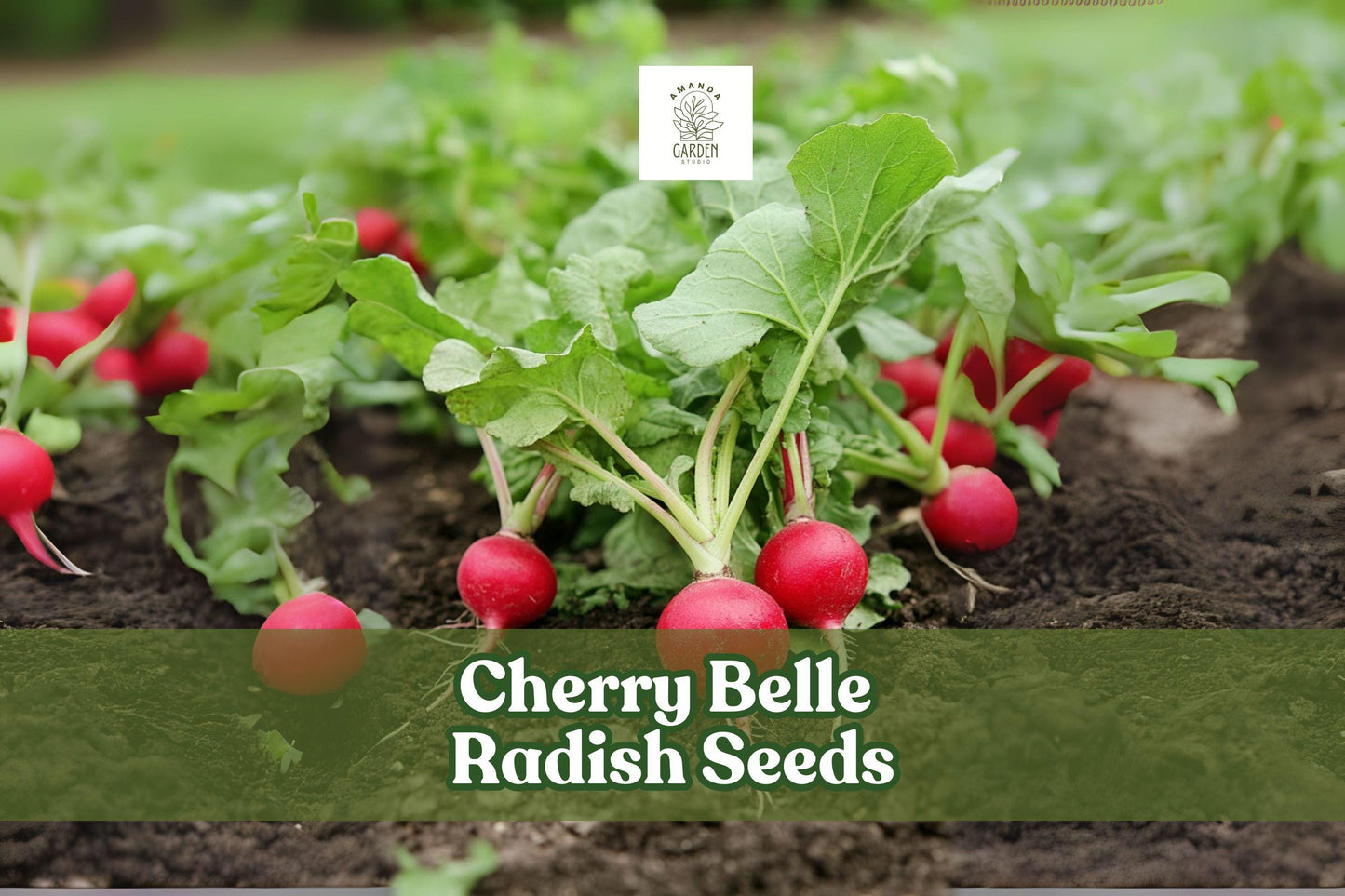 Cherry Belle Radish Seeds – 250 Pack, Raphanus sativus, Fast Growing Crisp Root Vegetable for Salads & Snacks