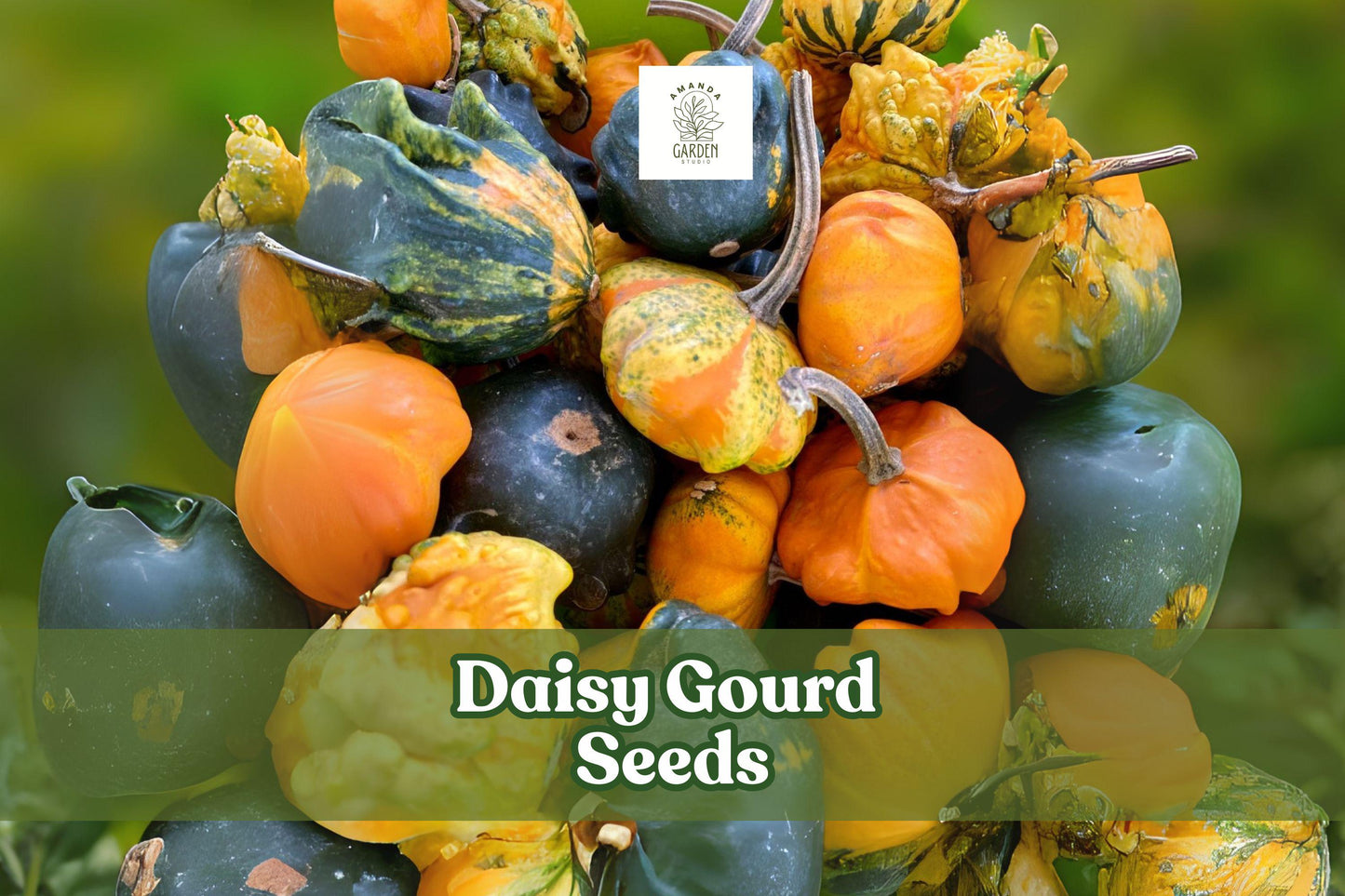 Daisy Gourd Seeds – Ornamental Cucurbita pepo for Fall Decor, Crafts & Centerpieces, Vining Annual Plant