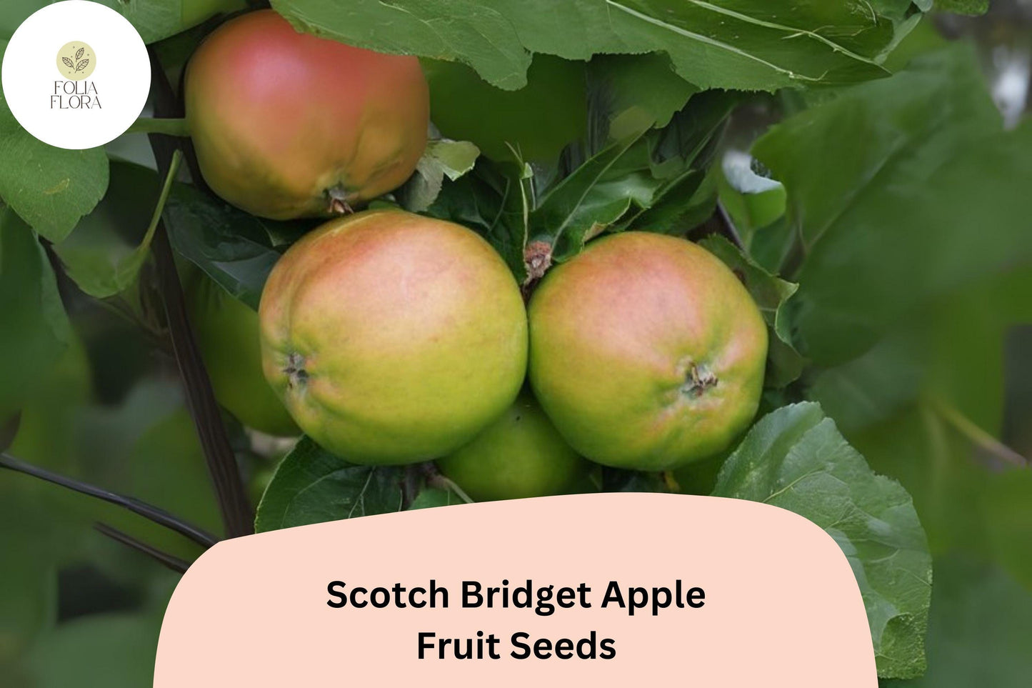 Scotch Bridget Apple Seeds | Rare Heirloom Malus domestica for Home Garden, Juicing & Desserts